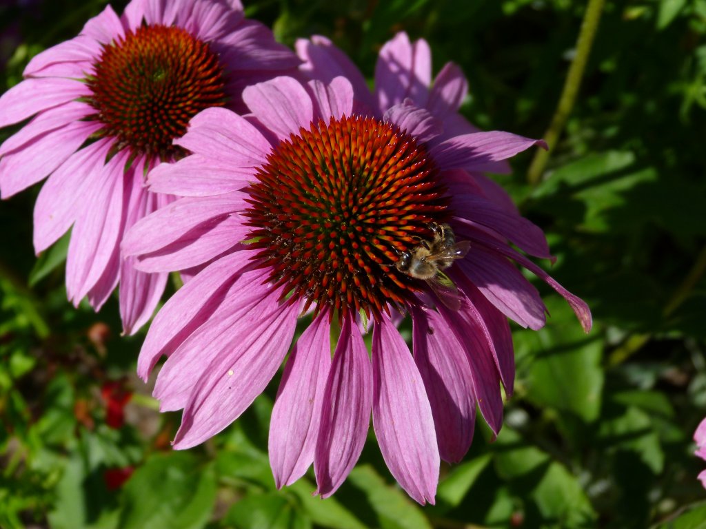 Eine Biene nhrt sich am Nektar dieser schnen Blume. Einfach Klasse.
