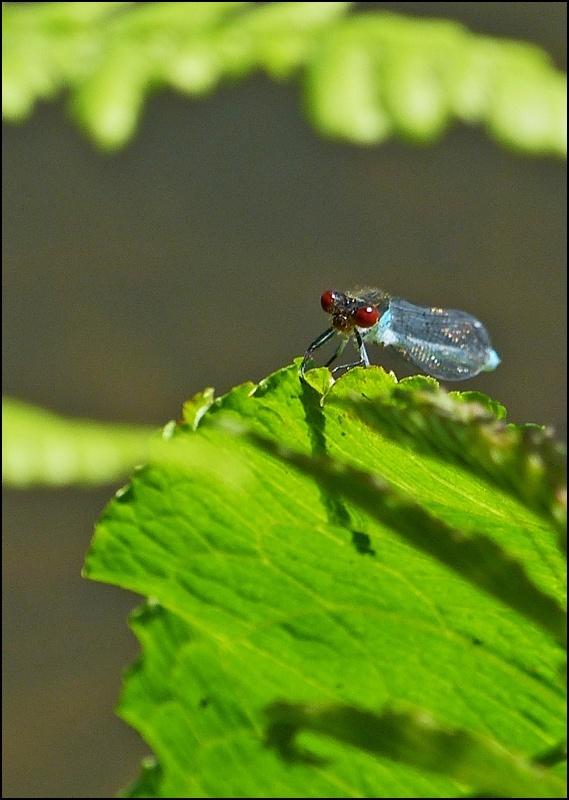 . Auch rote Augen k�nnen entz�ckend sein. 08.07.2013 (Jeanny)