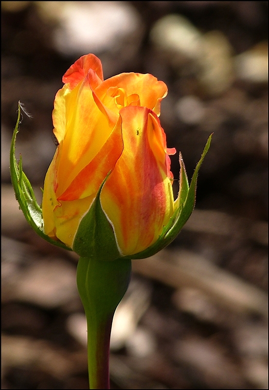 . Das Gegenlicht bringt es an Tag: Einige haben �berlebt. 10.07.2013 (Jeanny)