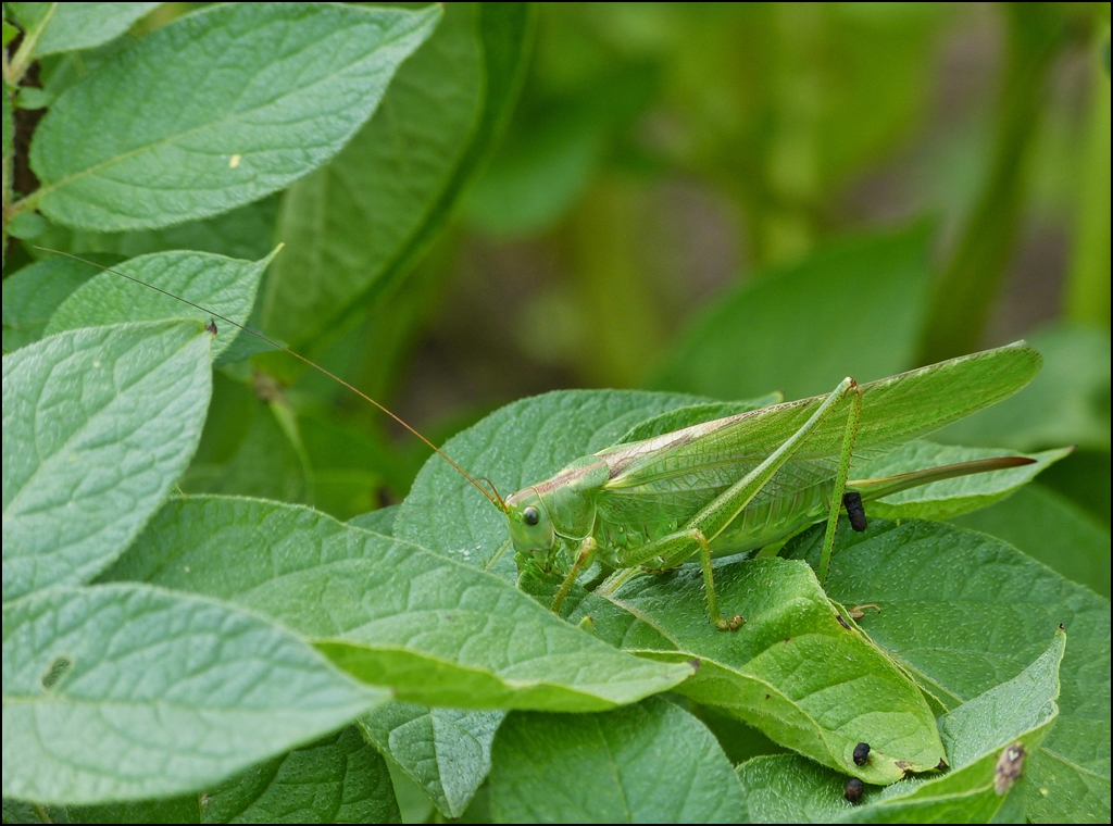 . Die Bl�tter unserer Kartoffeln scheinen schon mal zu schmecken. Ein Weibchen des Gr�nen Heupferdes (Tettigonia viridissima) beim Mittagessen am 29.07.2013. (Jeanny)