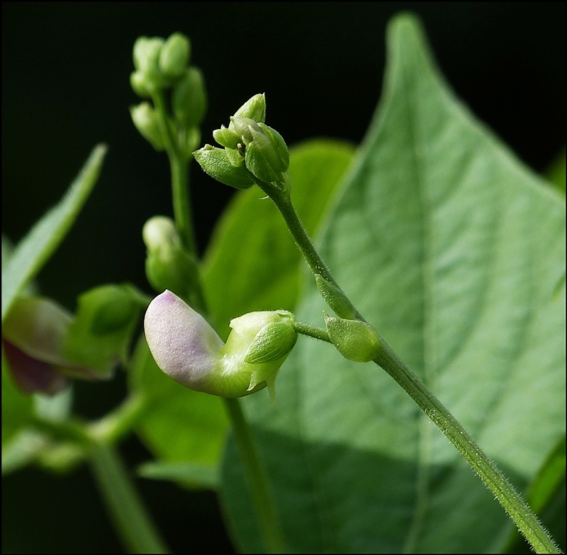 . Die Form der Bl�te verr�t was hier gedeiht. 29.07.2013 (Jeanny)