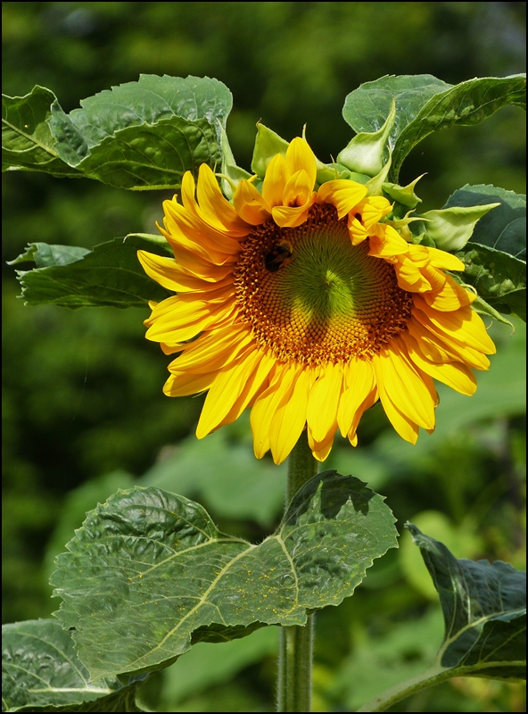 . Die Sonnenblume hat zu bl�hen begonnen. 09.08.2013 (Jeanny)