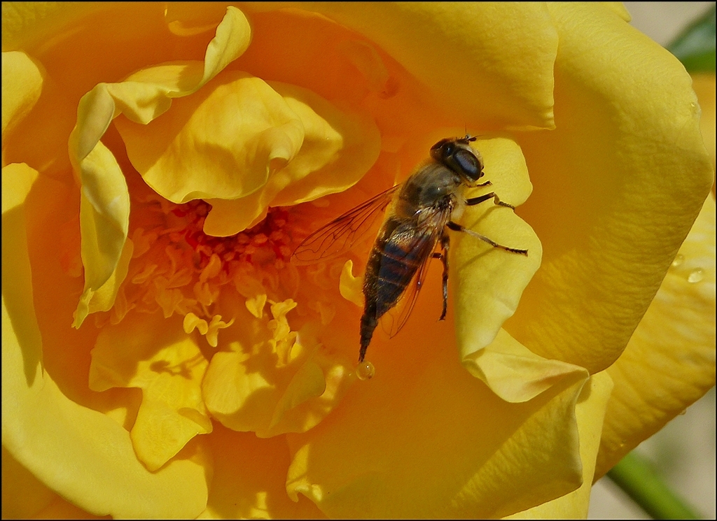 . Etwas Regen der anderen Art (auch Insekten m�ssen mal). 23.07.2013 (Jeanny)