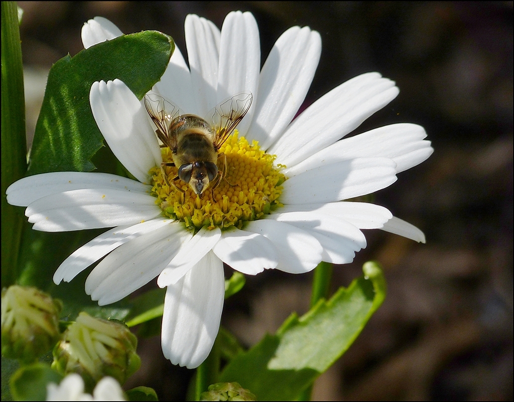 . Faszinierende Fl�gel. 12.07.2013 (Jeanny)