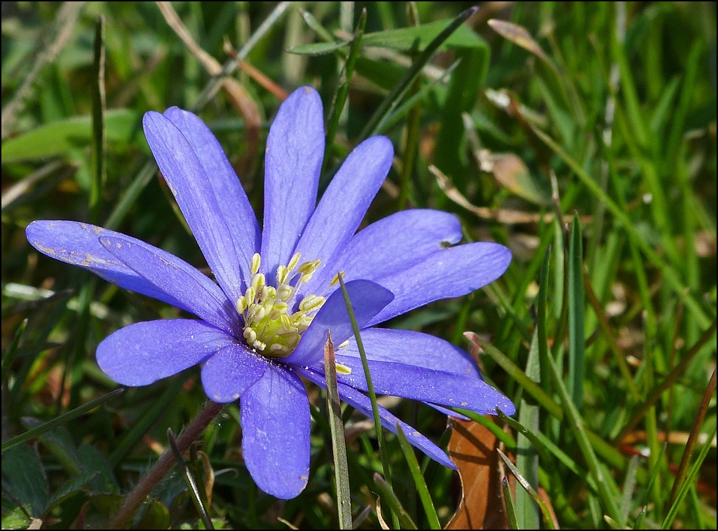 . Fr�hling 2013 - Balkan-Windr�schen (Anemone blanda) in unserem Garten. 15.04.2013 (Jeanny)