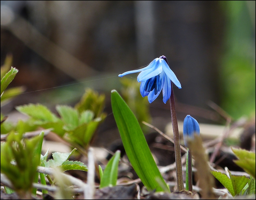 - Fr�hling 2013 - Blaue Sch�nheit. 16.04.2013 (Jeanny)