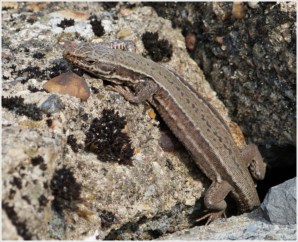 . Fr�hling 2013 - Da hat sich noch jemand getraut. 04.04.2013 (Jeanny)