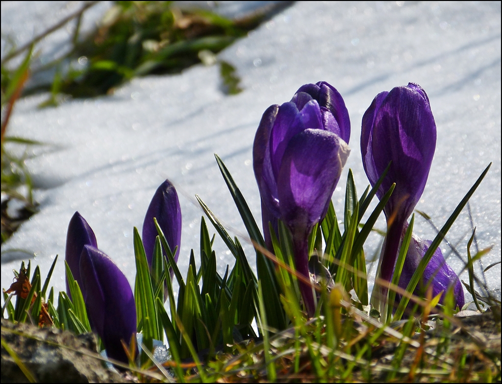 . Fr�hling 2013: Das Warten hat sich gelohnt - Im Gegensatz zu den voreiligen Krokussen in unserem Vorgarten, bl�hen diese nun an einer anderen Stelle des Gartens und trotzen den hoffentlich letzten Schneeresten. 27.03.2013 (Jeanny)