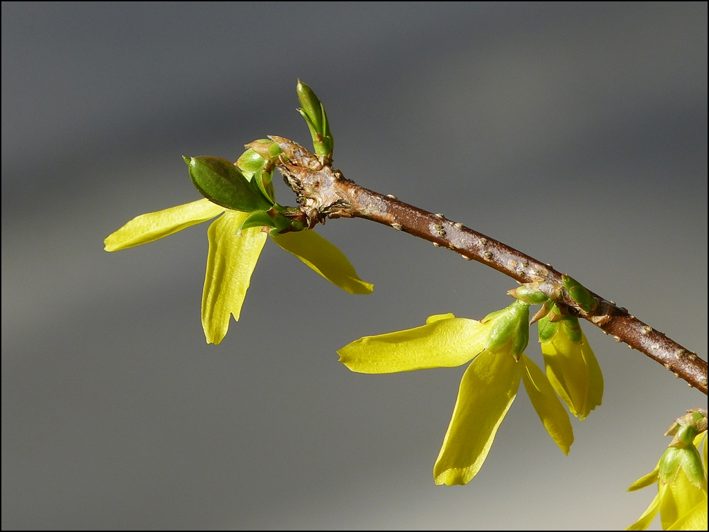 . Fr�hling 2013 - Jetzt bl�hen unsere Forsythien auch. 22.04.2013 (Jeanny)