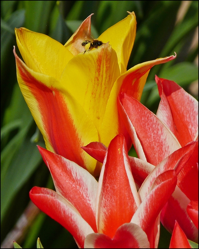 . Fr�hling 2013 - Pollen in H�lle und F�lle. 24.04.2013 (Jeanny)