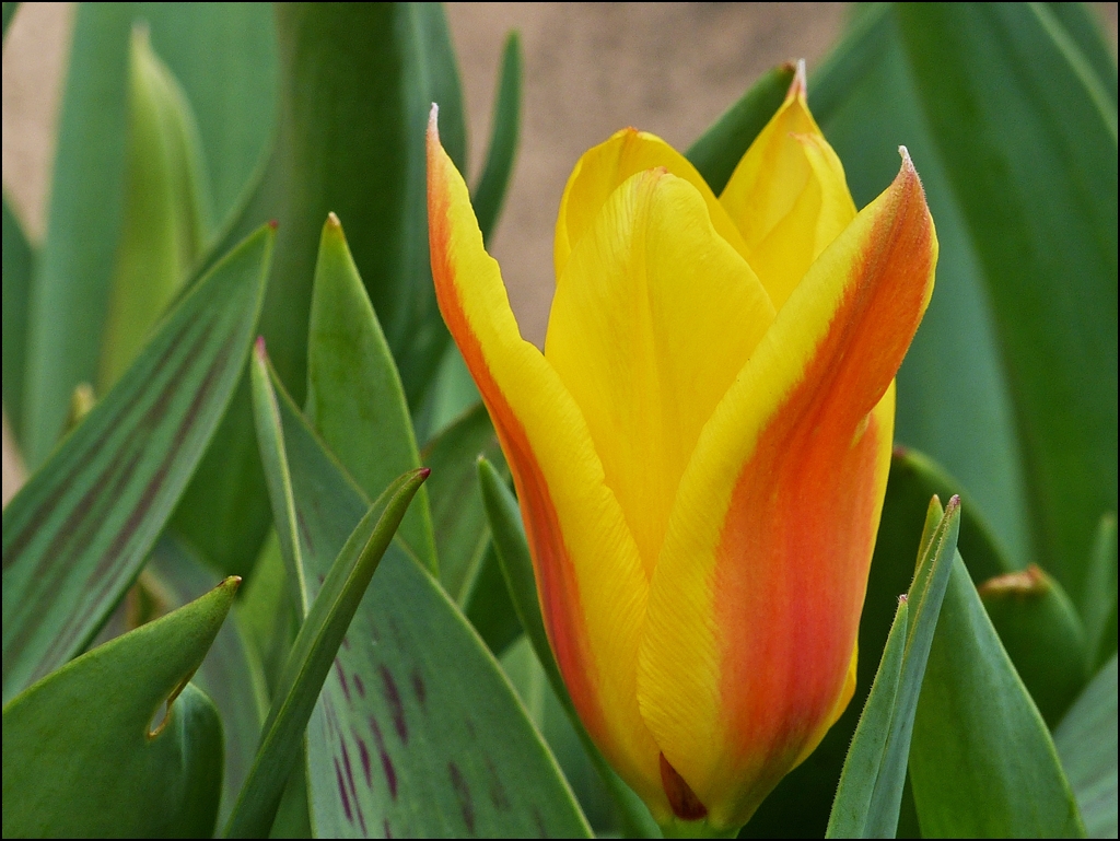 . Fr�hling 2013 - Rot und gelb. 17.94.2013 (Jeanny)