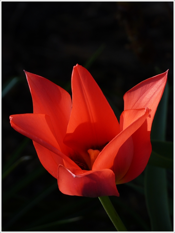 . Fr�hling 2013 - Rote Sch�nheit. 22.04.2013 (Jeanny)