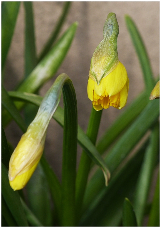 . Fr�hling 2013 - Soll ich mich trauen...? 02.04.2013 (Jeanny)