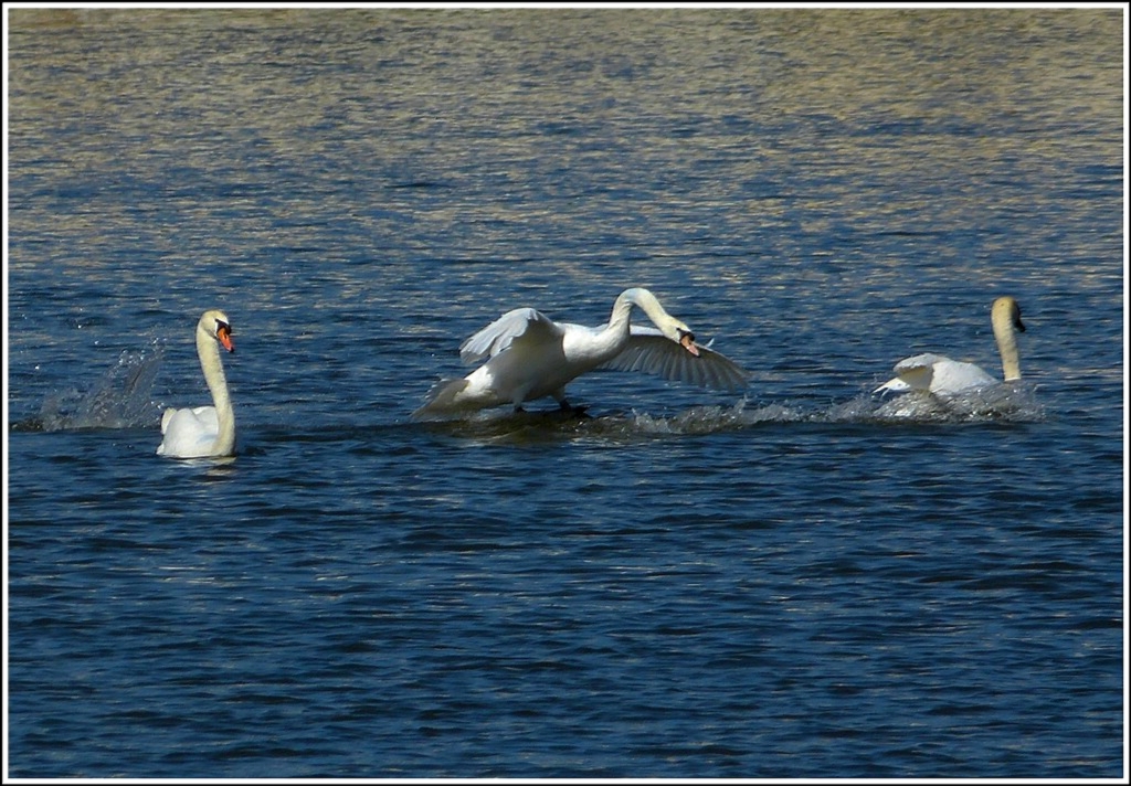 ... ging's bei den Schw�nen nicht so harmonisch zu. 01.04.2012 (Jeanny)
