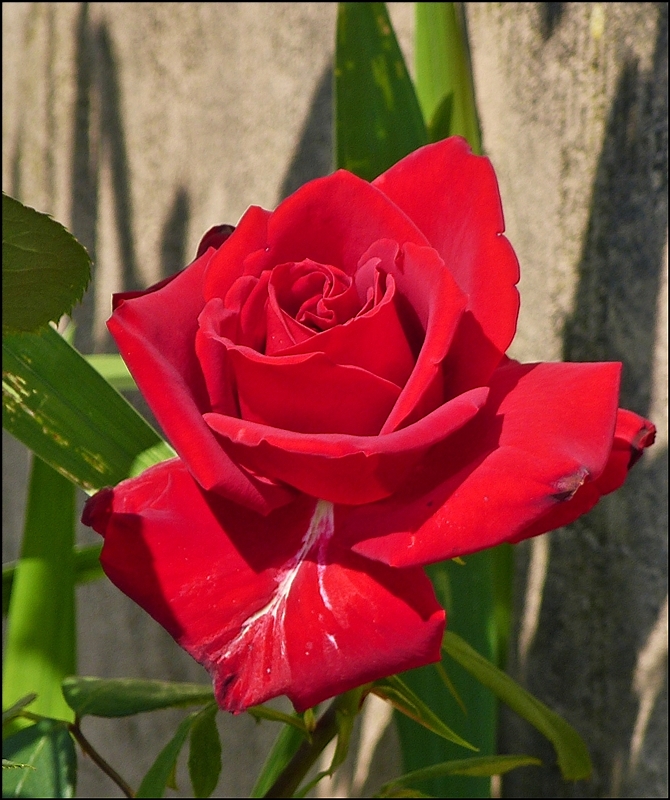 . Hei� begehrt, roten Rosen. 07.07.2013 (Jeanny)