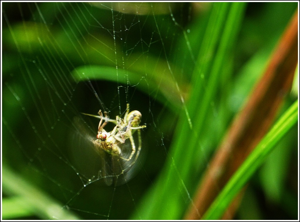 - Im Netz der Spinne - ...Nach sekundenlangem Kampf gelingt es der Fliege aber sich aus den F�ngen der Spinne zu befreien. 07.08.2012 (Jeanny)