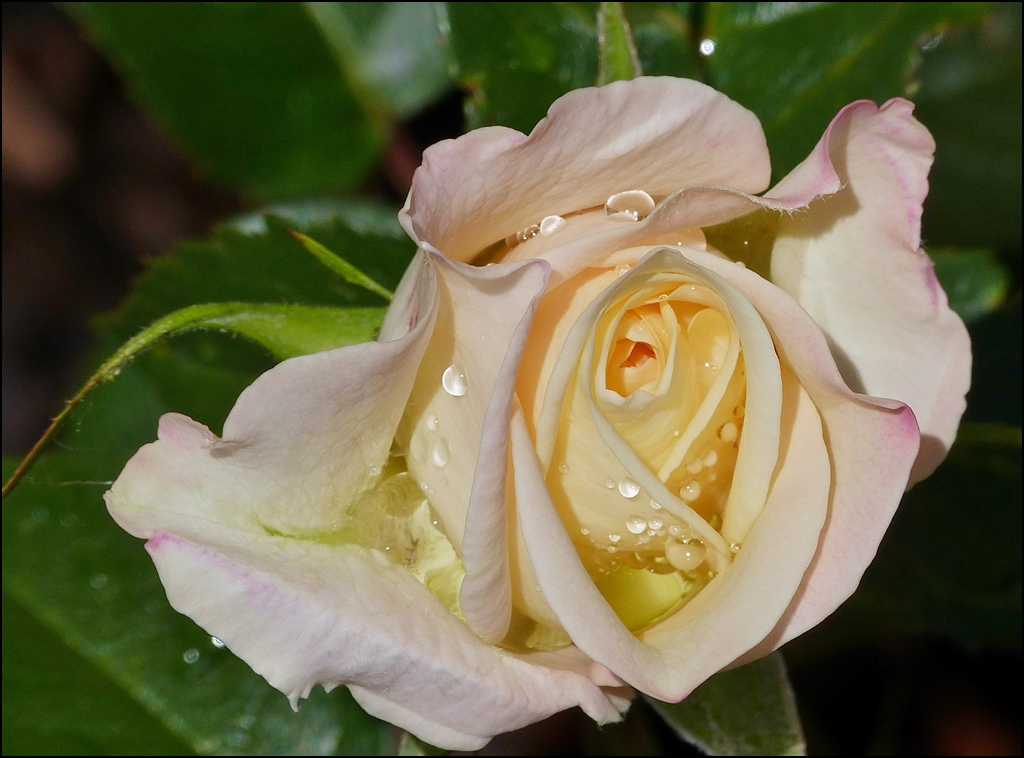 . Nach dem Regen - Die erste Rose in unserem Garten beginnt zu bl�hen. 20.06.2013 (Jeanny)