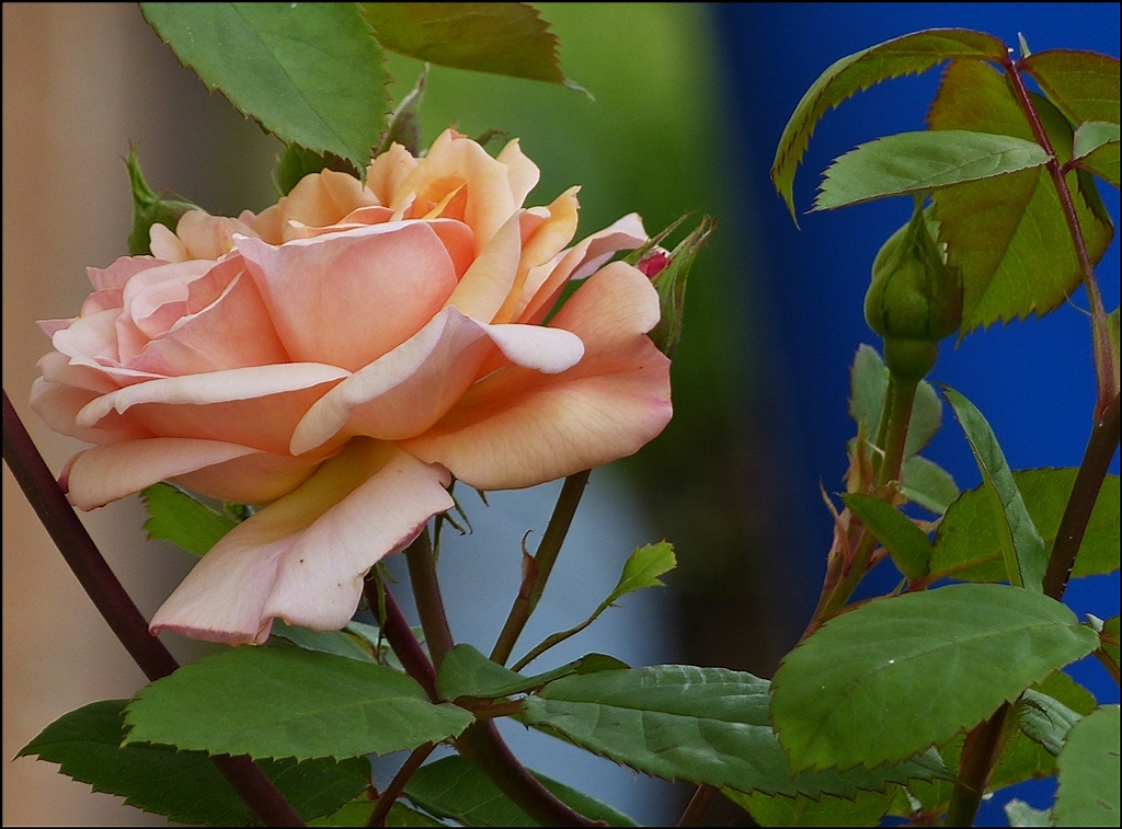 . Verborgene Sch�nheit. 01.07.2013 (Jeanny)