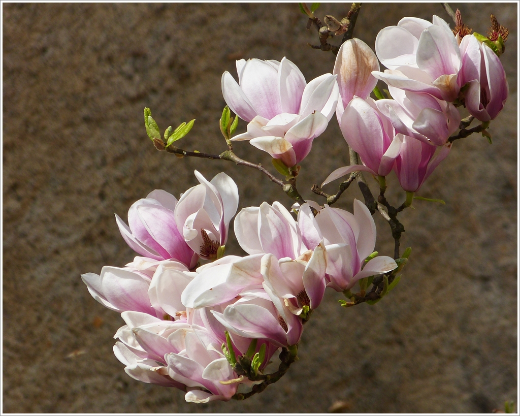. Wehm�tige Erinnerungen an den Fr�hling 2012 - Magnolien in Ettelbr�ck. 14.04.2012 (Jeanny)