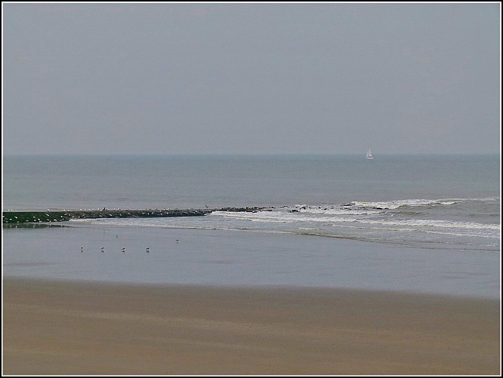 Am 27.03.2011 waren die M�wen die einzigen G�ste an Strand in Raversijde. (Jeanny)