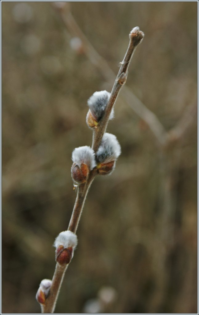 Auch ein Fr�hlingsbote: Weidenk�tzchen 
(12.03.2013)