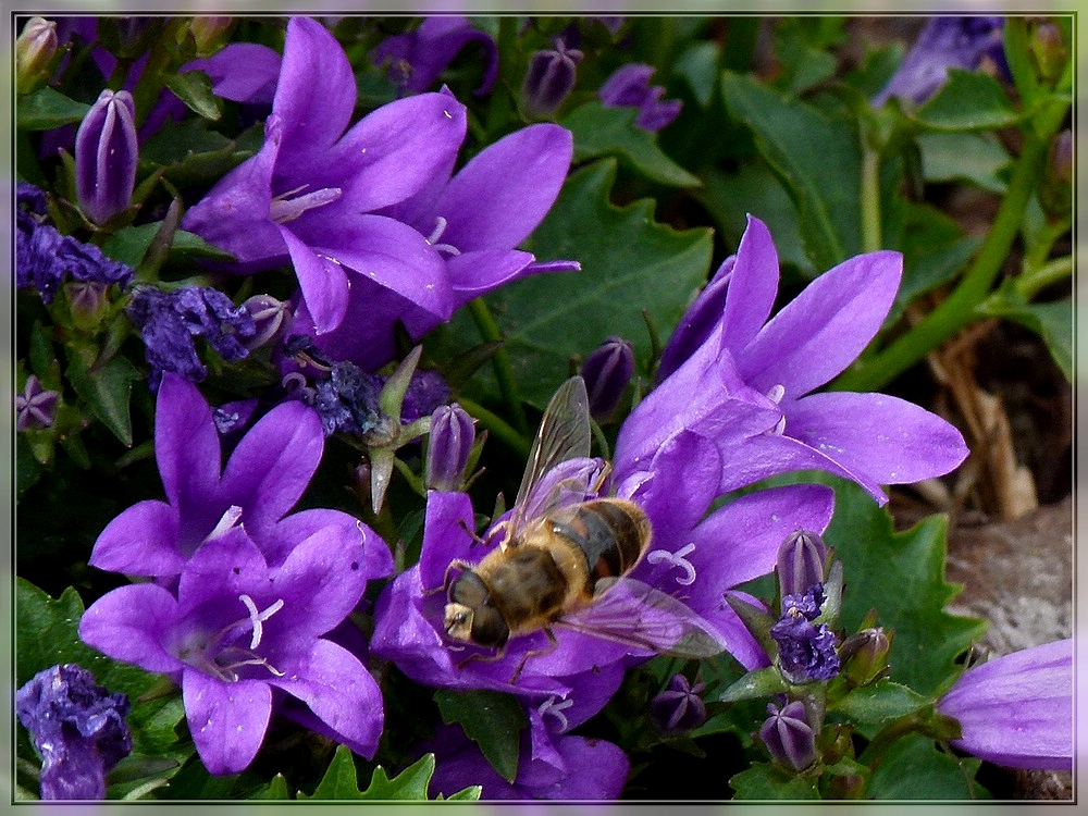 Auch die Glockenblumen m�chten best�ubt werden. 17.06.2011 (Jeanny)