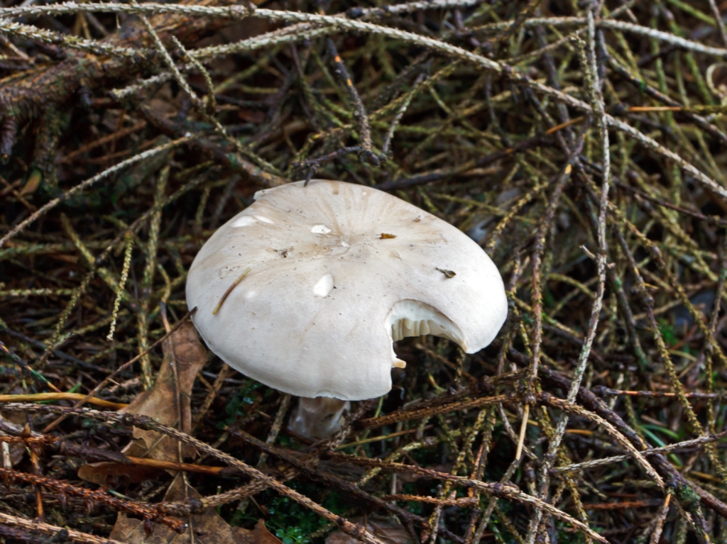 Auf dem R�ckweg der Wanderung zum Druidenstein am 14.10.2012, konnte ich diesen angebissenen Pilz ablichten.....wer war da wohl dran...sieht doch aus wie ein Knolenbl�tterpilz.