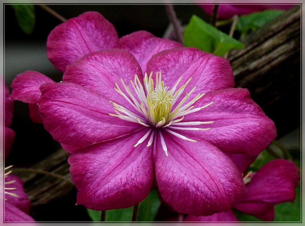 Clematisbl�te. 02.07.2011 (Jeanny)