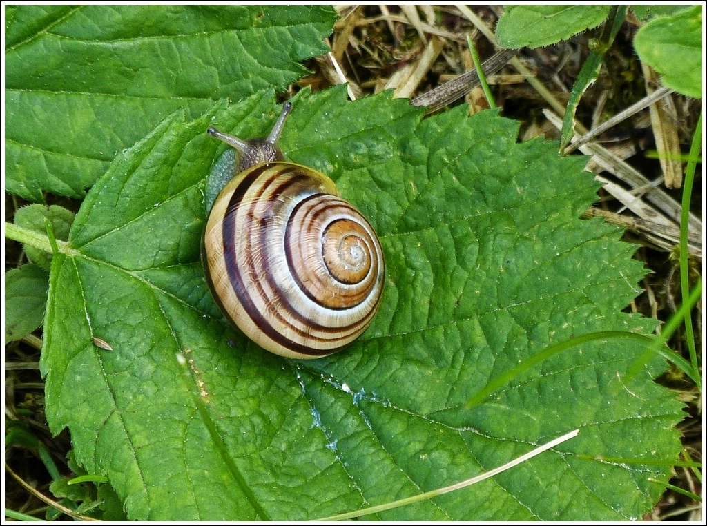 Damit Garry nicht in Vergessenheit ger�t. ;-) 07.07.2012 (Hans)