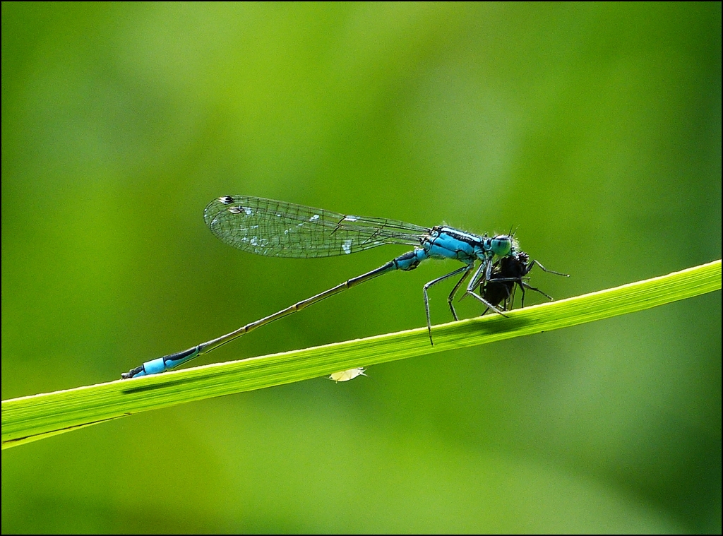 Das Fr�hst�ck ist gefangen. 16.08.2012 (Jeanny)