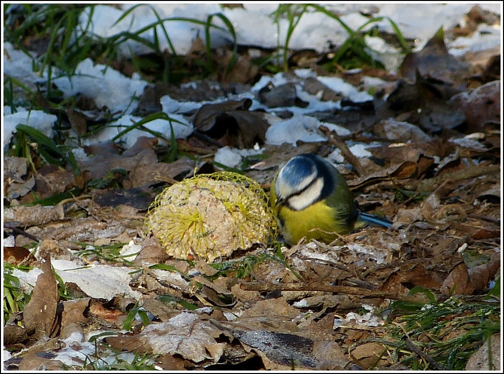 Das Geheimnis ist gel�ftet. Es ist nicht nur die  Natur , welche die vielen V�gel in Goebelsm�hle anlockt. 03.02.2012 (Jeanny)