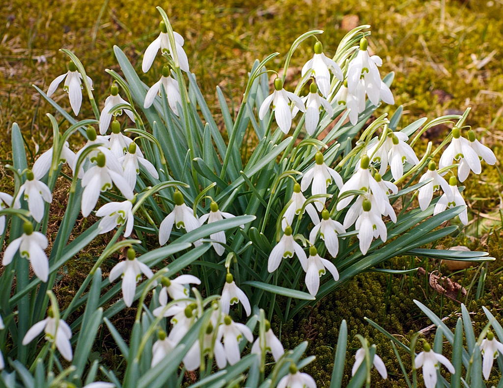 Der Fr�hling ist auch in Herdorf angekommen: 

Schneegl�ckchen in unserem Garten (08.04.2013).
