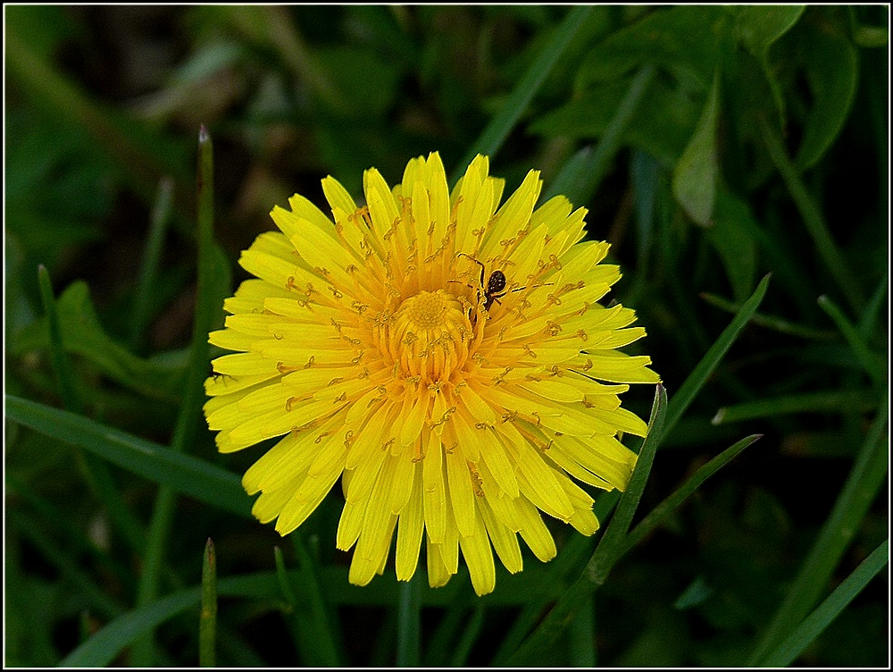 Der L�wenzahn hat Besuch. 11.04.2011 (Jeanny)