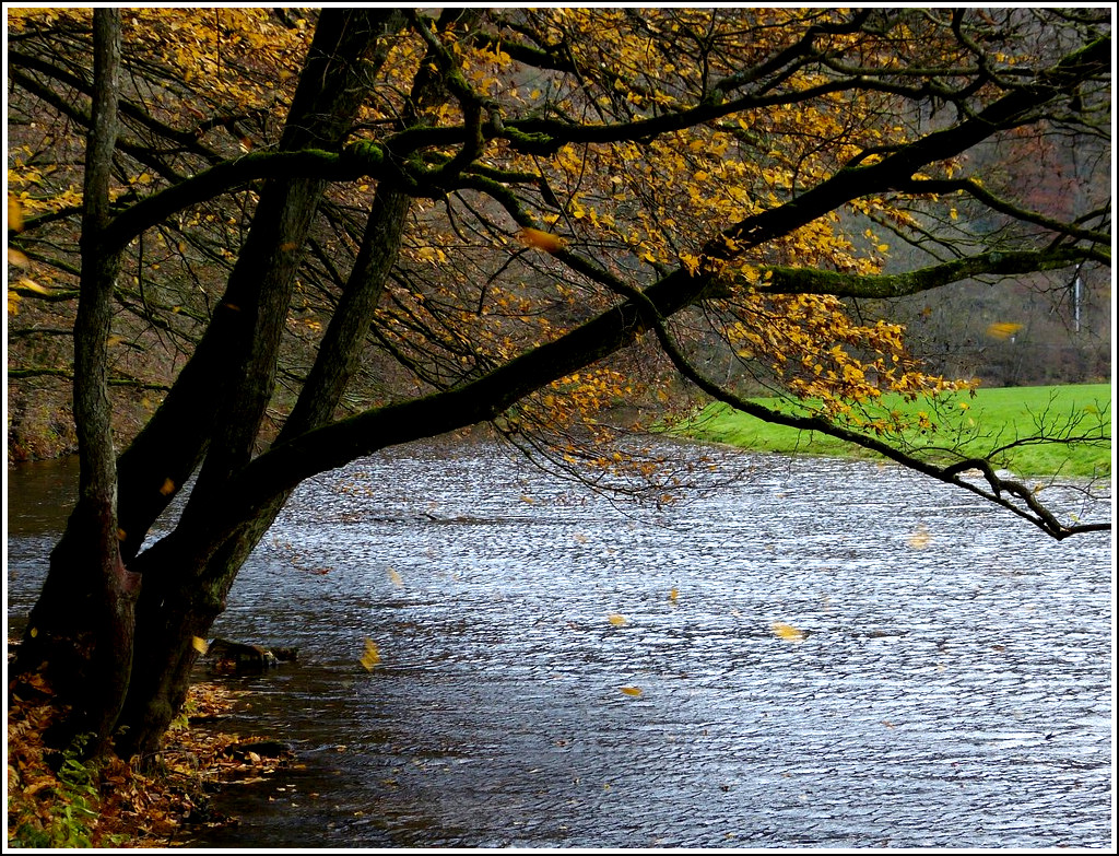Der Versuch die fallenden Bl�tter bildlich festzuhalten. 16.11.2011 (Jeanny)