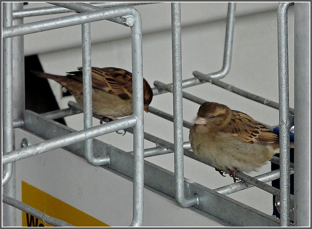 Die Gep�ckwagen im Bahnhof von Chur waren am 23.12.09 sehr beliebt. (Jeanny)
