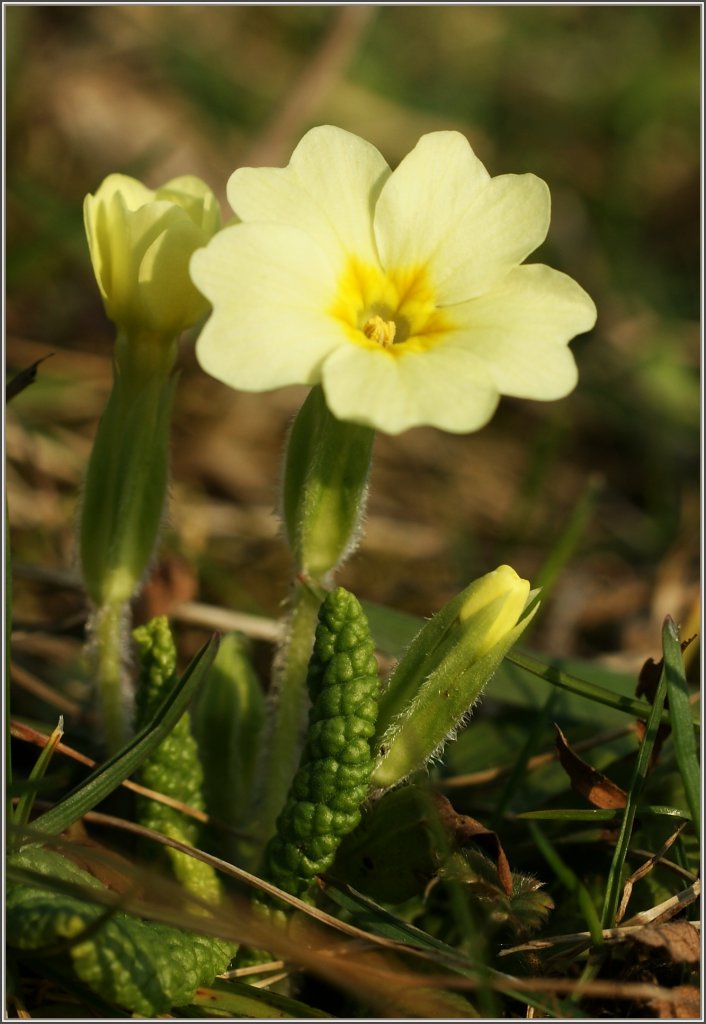 Die Primeln sind gelbe Farbtupfer auf noch braun-gr�nen Wiesen.
(04.03.2011)