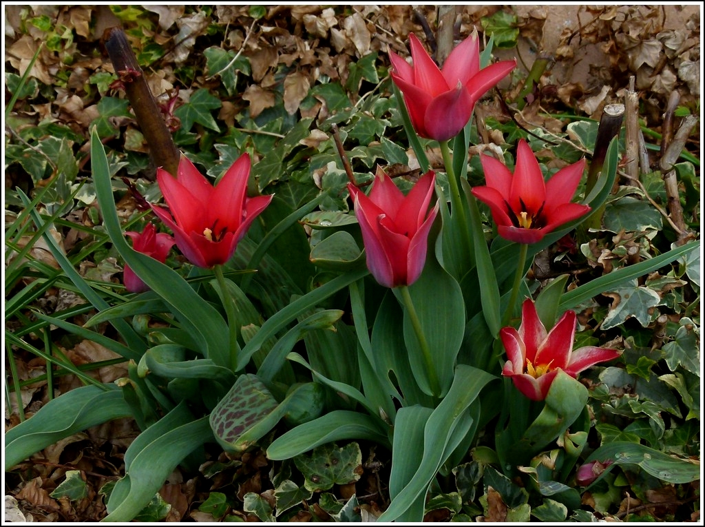 Die Tulpen in unserem Vorgarten. 04.04.2012 (Zo�)