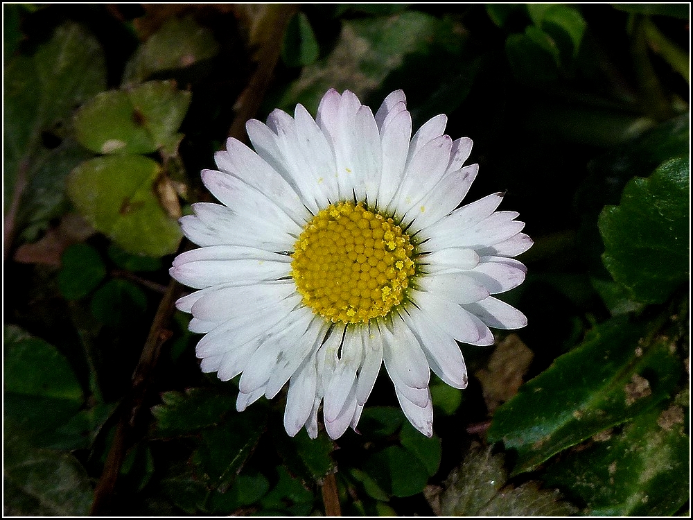 Ein G�nsebl�mchen gesehen am 12.03.2011 in Remich. (Jeanny)