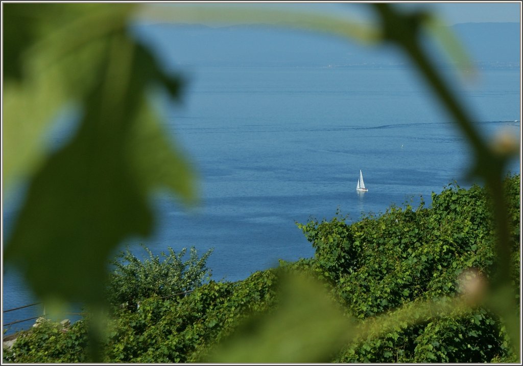 Ein kleines Segelschiff umgeben von Wasser und Weinreben.
(18.07.2012)
