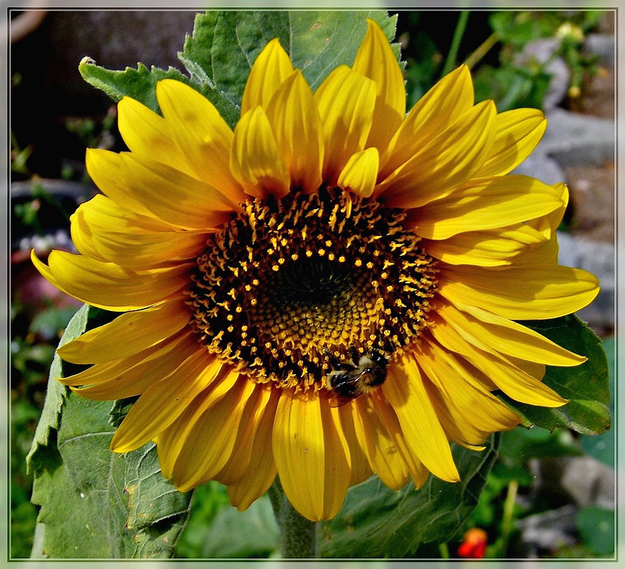 Ein Lichtblick an diesem tr�ben Sonntag. 15.07.2011 (Jeanny)