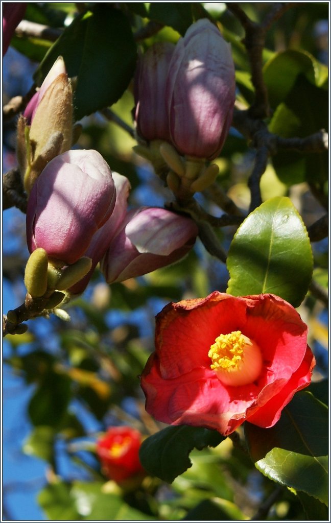 Fr�hling im Tessin.
(19.03.2013)