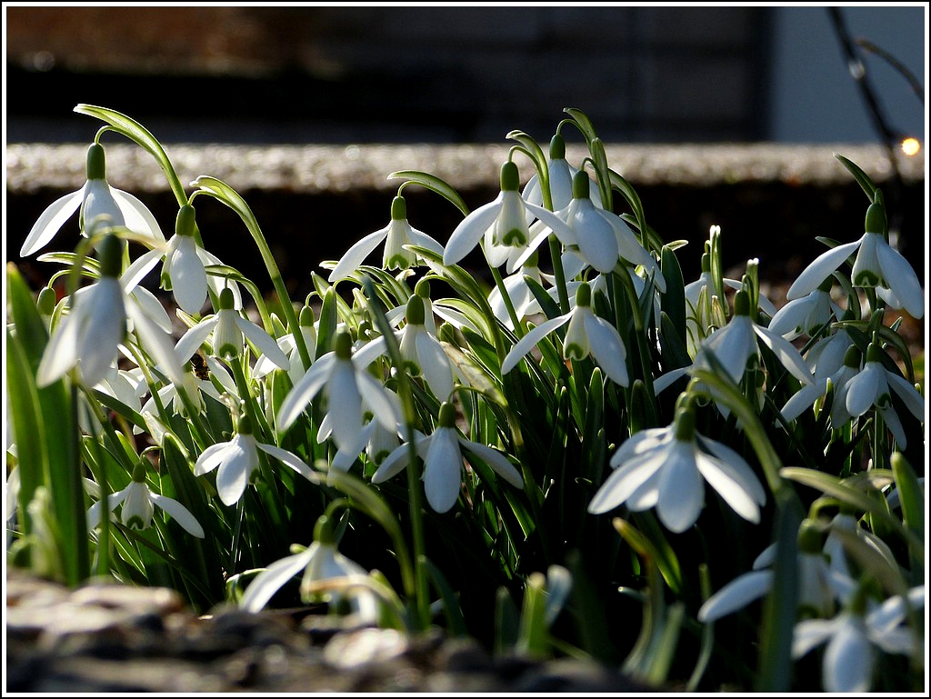 Fr�hlingserwachen (II). 01.03.2012 (Jeanny)