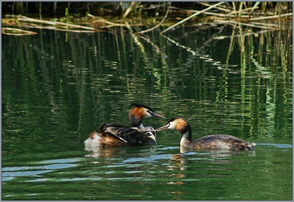 F�tterung des Nachwuchs...
(02.07.2013)