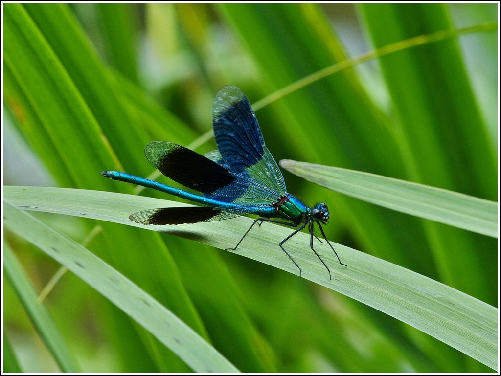 Geb�nderte Prachtlibelle (Calopteryx splendens). 31.07.2012 (Jeanny)