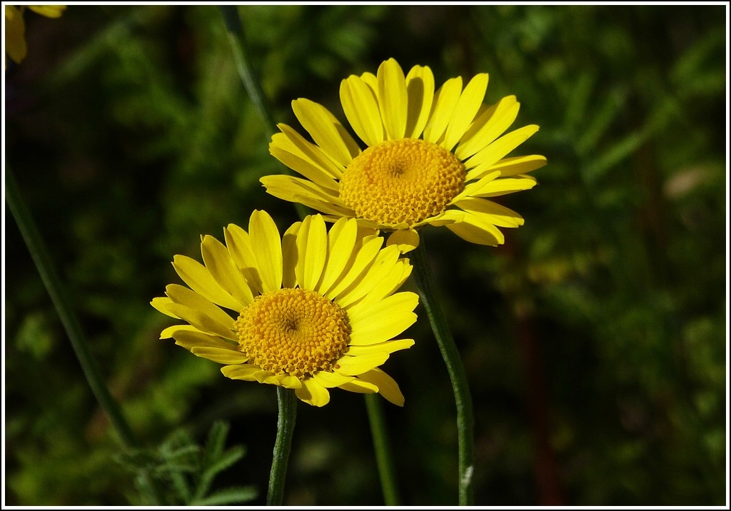 Gelb leuchtende Sch�nheiten. 03.07.2012 (Jeanny)