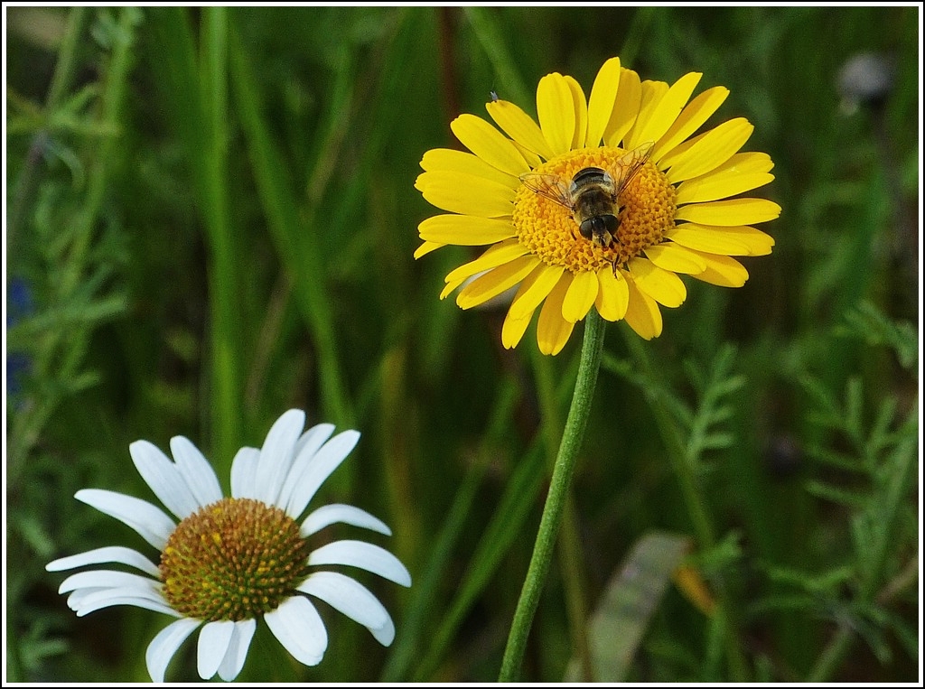 Gelb und wei�. 03.07.2012 (Jeanny)