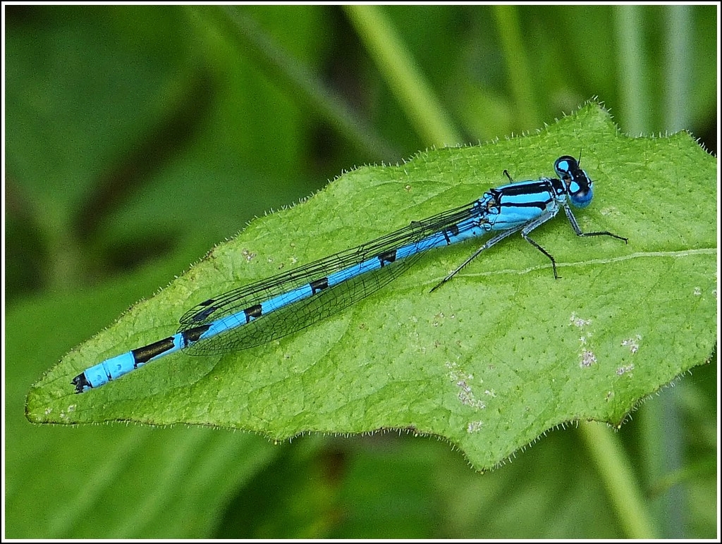 Gemeine Becherjungfer (Enallagma cyathigerum) w�hrend einer kurzen Rast auf einem Blatt. 22.07.2012 (Jeanny)