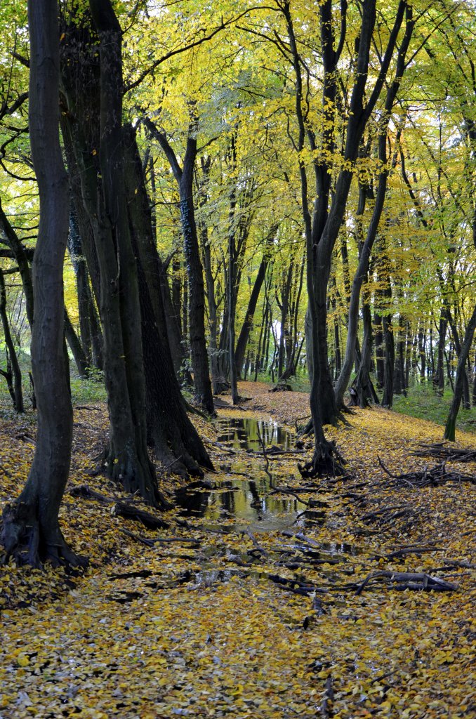 Herbst im K�nigsforst. Der K�nigsforst ist ein Naherholugsgebiet im s�d�stlichen Teil von K�ln. Am 21.Oktober 2012 wird der Kurtenwaldbach vom gelben Herbstlaub fast zugedeckt. In der N�he ist das Gut Leidenhausen mit Greifvogelstation und die Trainingsrennbahn vom Gest�t R�ttgen.