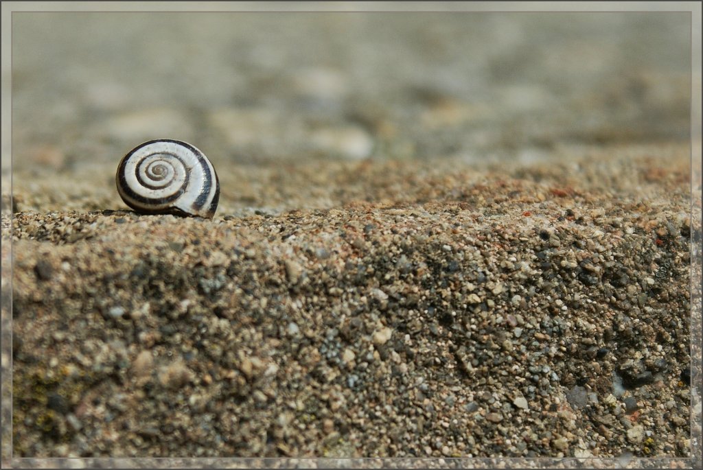 Im Schneckenhaus ist es bei diesen Temperaturen gem�tlich warm...
(23.04.2012)
