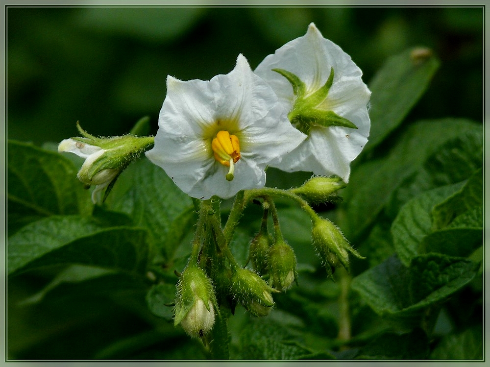 Kartoffelbl�ten. 17.06.2011 (Jeanny)